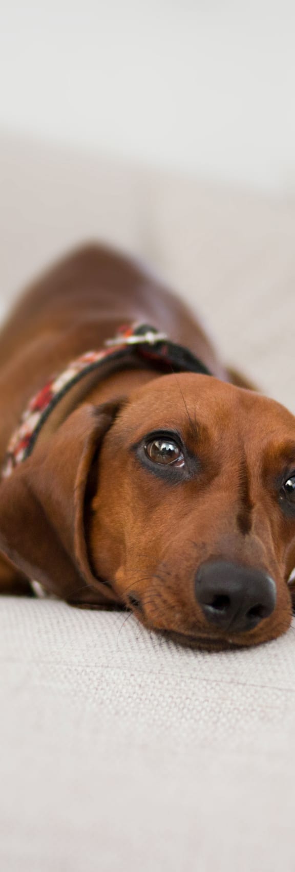 Northridge Apartments in Gretna, NE